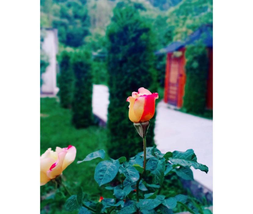 Green Garden B&B Dilijan Exteriör bild